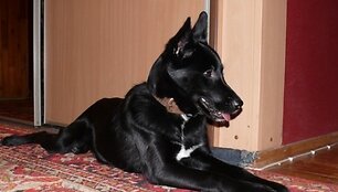 Įkrauk.lt nuotrauka