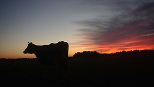 Fotokonkursas &bdquo;Žalia vasara&ldquo;: pasigrožėkite skaitytojų kadrais