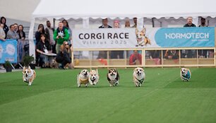 &bdquo;Corgi Race Vilnius 2025&ldquo;