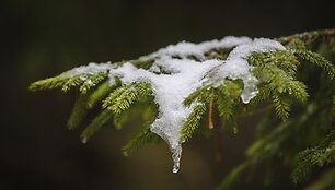 Ilgesingas Varnikų &scaron;auksmas: pasigrožėti &scaron;lapiu sniegu apdribusia gamta