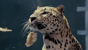 &bdquo;Jaguar&ldquo; reklamos &bdquo;vinis&ldquo;