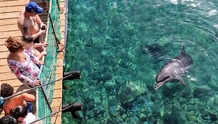 Vienas i&scaron; delfinų &scaron;eimos narių Eilate