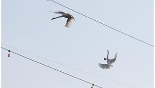 Birds on Electrogrid
