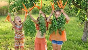 kids-laughing-merrily-holding-fresh-carrots-in-han-2023-11-27-05-31-27-utc