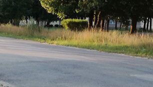 Nenu&scaron;ienauti &Scaron;iauliai