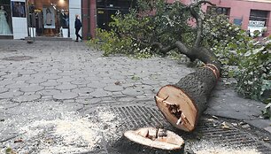 &Scaron;iauliuose pjaunami bulvaro medžiai