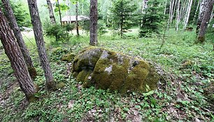 Akmenų rūža Tytuvėnų regioniniame parke