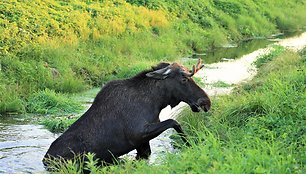 Briedžio gelbėjimo operacija