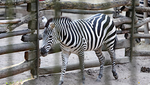 Lietuvos zoologijos sode – gausus būrys jauniklių