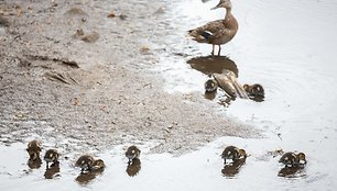 Vilniuje nusekusios Neries ir Vilnios upės