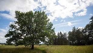 Žagarės ozas