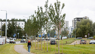 Šiemet pasodinti medžiai Ateities gatvėje ties Geležinio Vilko gatvės viaduku