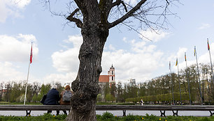 Lukiškių aikštėje esančios nudžiūvusios liepos