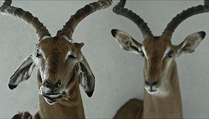 Kadras i&scaron; filmo &bdquo;Animus Animalis (istorija apie žmones, žvėris ir daiktus)&ldquo;