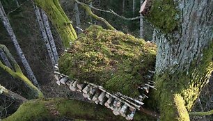 Juodiesiems gandrams i&scaron;saugoti &ndash; nauji dirbtiniai lizdai