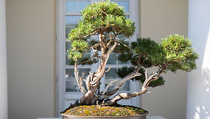 Tarptautinės bonsai parodos atidarymas