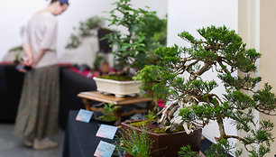 Tarptautinės bonsai parodos atidarymas