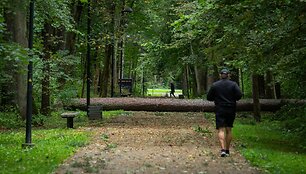 Nuvirtę medžiai Vingio parke