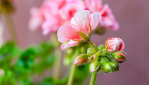 Pelargonijos