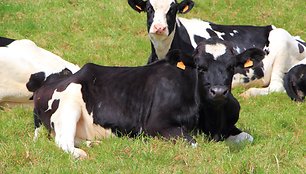 Pieno ūkiams naujuoju finansiniu periodu parama didės ir bus susieta su laikomų karvių skaičiumi