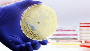 Antibiotikai ir bakterijos