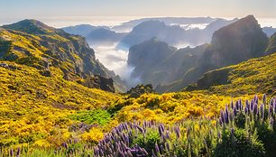 Madeira