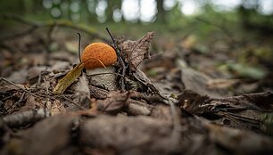 Alberto Barta&scaron;iaus fotografija