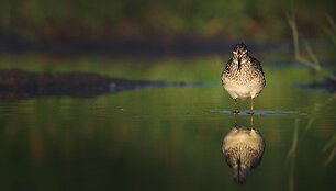 Alberto Barta&scaron;iaus fotografija