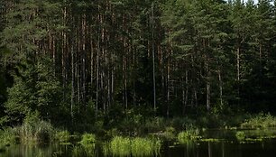 Sengirės fondo saugomas Rusakalnio mi&scaron;kas