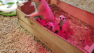 Zoologijos sode &bdquo;Zoopark&ldquo; surikatos atsivedė jauniklių