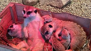 Zoologijos sode &bdquo;Zoopark&ldquo; surikatos atsivedė jauniklių