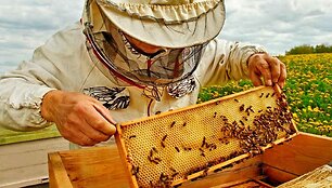 Kodėl ne visi bičių pikio produktai vienodai veiksmingi?