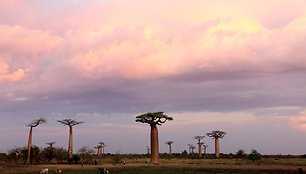 Kelionės po Madagaskarą akimirkos