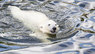 Laukiniai gyvūnai Ranua zoologijos sode