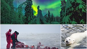 Laplandijos pramogos: Šiaurės pašvaistė, maudynės ledinėje jūroje prie ledlaužio, baltieji lokiai Laplandijos zoologijos sode