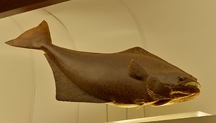 Atlantinis paltusas Tado Ivanausko zoologijos muziejuje