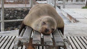 Kelionės po Kolumbiją, Ekvadorą, Galapagų salas akimirkos