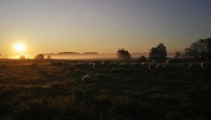 Sūrininkė Laima ir jos šeimos ūkis Varėnos rajone