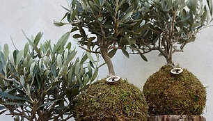 Kokedama &ndash; bevazonis sodinimo menas 