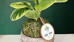 Kokedama &ndash; bevazonis sodinimo menas 