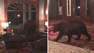bear