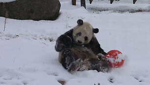 panda2