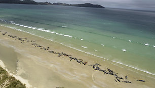 New_Zealand_Whale_Stranding_41350.jpg-afc9d