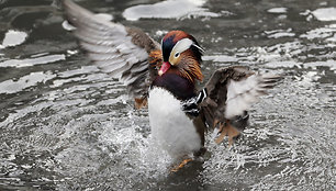 APTOPIX_Central_Park_Duck_Craze_09543.jpg-c4601