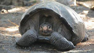 Ecuador_Tortoise_35410.jpg-c1dd3