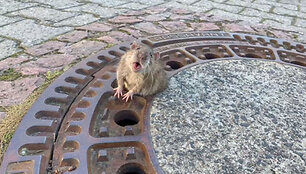 rat