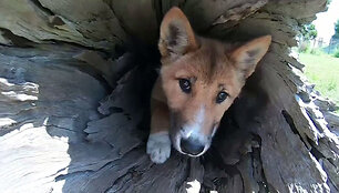 dingo