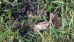 Gyvūnų gynėjų dėmesio sulaukusi veisykla Kėdainių rajone