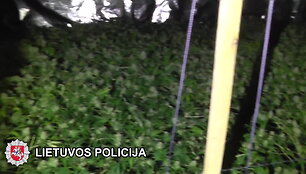 zarasuose-demaskuota-kanapiu-plantacija
