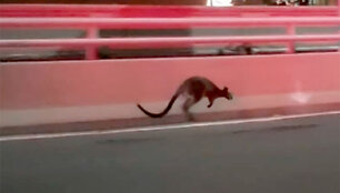 CATERS_RUNAWAY_WALLABY_05